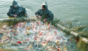 The importance of oxygen applied in aquaculture